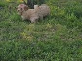 Galima rezervacija Bichoop ( bichon poodle) - nuotraukos Nr. 9