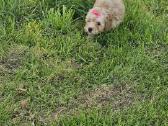 Galima rezervacija Bichoop ( bichon poodle) - nuotraukos Nr. 10