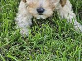 Galima rezervacija Bichoop ( bichon poodle) - nuotraukos Nr. 5