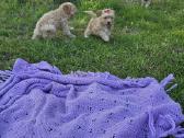 Galima rezervacija Bichoop ( bichon poodle) - nuotraukos Nr. 7