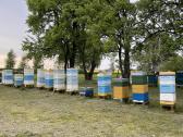 Parduodamos bičių šeimos ir aviliai - nuotraukos Nr. 2