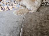 Maltipoo jesko drauges - nuotraukos Nr. 2