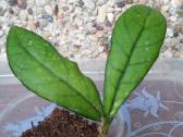 Pubera,krincle8,matilda,sigilatis round l. - nuotraukos Nr. 8