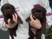 Šokoladiniai labradoro retriverių šuniukai - nuotraukos Nr. 3