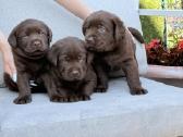 Šokoladiniai labradoro retriverių šuniukai - nuotraukos Nr. 5