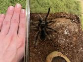 Tarantulas voras - nuotraukos Nr. 2
