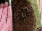 Tarantulas voras - nuotraukos Nr. 3