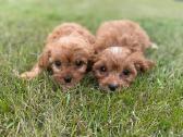Cavapoo - nuotraukos Nr. 2
