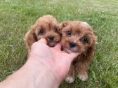 Cavapoo - nuotraukos Nr. 3