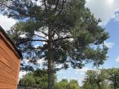 Parduodama tvarkinga sodybos dalis su 15 a sklypu - nuotraukos Nr. 5