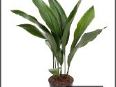 Aspidistra elatior - nuotraukos Nr. 2