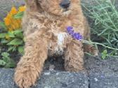 Maltipoo - nuotraukos Nr. 2