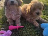 Maltipoo - nuotraukos Nr. 4