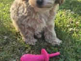 Maltipoo - nuotraukos Nr. 5