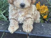 Maltipoo - nuotraukos Nr. 7