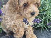 Maltipoo - nuotraukos Nr. 8