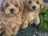 Maltipoo - nuotraukos Nr. 9
