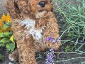 Maltipoo - nuotraukos Nr. 10