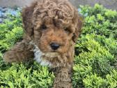 Maltipoo - nuotraukos Nr. 11