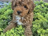 Maltipoo - nuotraukos Nr. 12