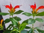 Aeschynanthus (aiškenis) - nuotraukos Nr. 2