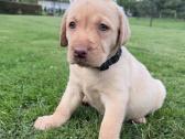 Labradorų veislės šuniukai veislynas Braunis - nuotraukos Nr. 7