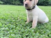 Labradorų veislės šuniukai veislynas Braunis - nuotraukos Nr. 5