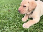Labradorų veislės šuniukai veislynas Braunis - nuotraukos Nr. 14