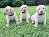 Labradorų veislės šuniukai veislynas Braunis - nuotraukos Nr. 10