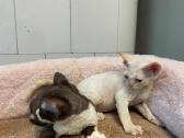 Devon Rex - nuotraukos Nr. 8