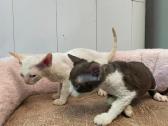 Devon Rex - nuotraukos Nr. 2