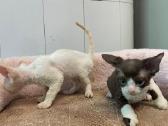 Devon Rex - nuotraukos Nr. 9