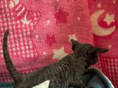 Devon Rex - nuotraukos Nr. 10