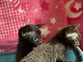 Devon Rex - nuotraukos Nr. 11