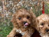 Cavapoo - nuotraukos Nr. 3