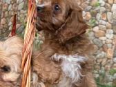 Cavapoo - nuotraukos Nr. 5