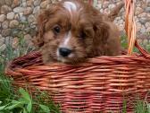 Cavapoo - nuotraukos Nr. 6