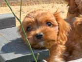 Cavapoo - nuotraukos Nr. 4