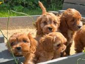 Cavapoo - nuotraukos Nr. 2