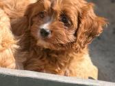 Cavapoo - nuotraukos Nr. 7