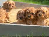 Cavapoo - nuotraukos Nr. 8