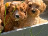Cavapoo - nuotraukos Nr. 9