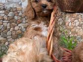 Cavapoo - nuotraukos Nr. 10