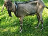 Parduodu Nubijos ožka - nuotraukos Nr. 6