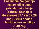 Valgomojo sausmedžio uogos - Melsvauogės. - nuotraukos Nr. 3