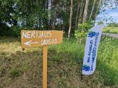 Valgomojo sausmedžio uogos - Melsvauogės. - nuotraukos Nr. 9