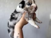 American miniature shepheard - nuotraukos Nr. 2