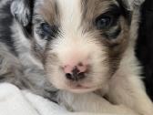 American miniature shepheard - nuotraukos Nr. 3