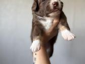 American miniature shepheard - nuotraukos Nr. 4