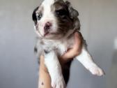 American miniature shepheard - nuotraukos Nr. 5